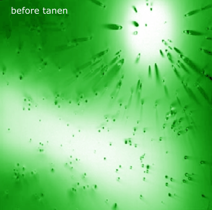 The green EP Image